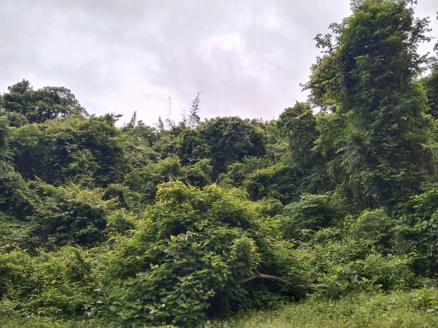 บ้านมะเดื่อทอง